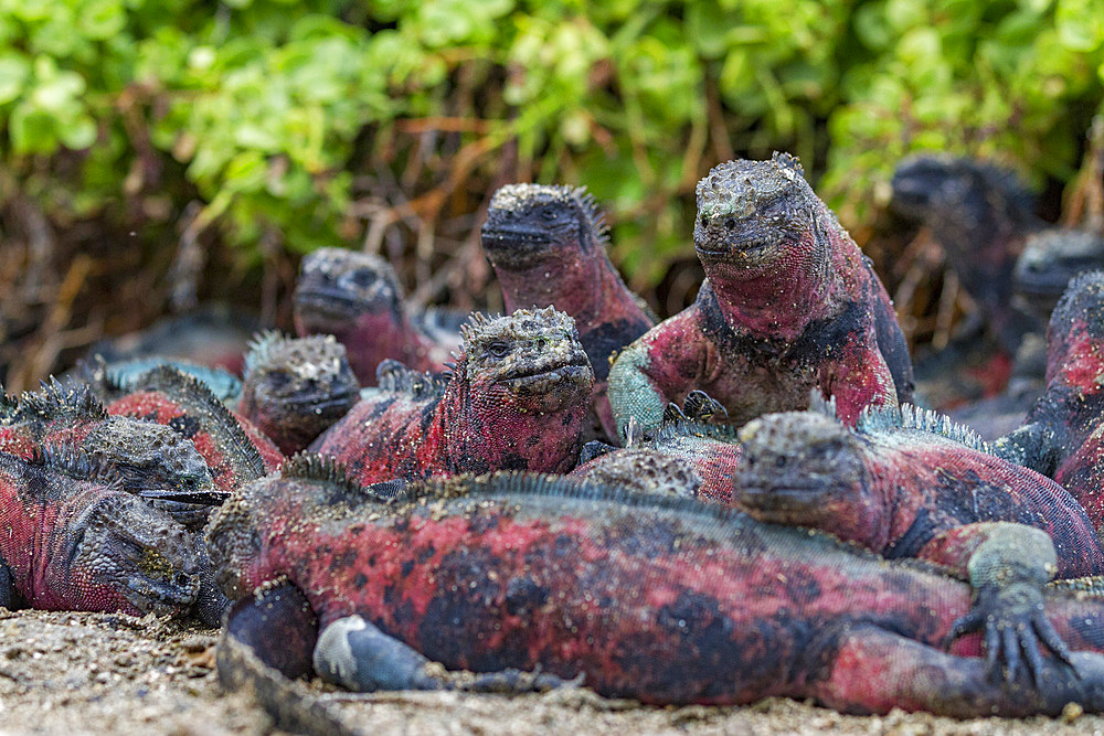 The endemic Galapagos marine iguana (Amblyrhynchus cristatus) on Espanola Island in the Galapagos Islands, UNESCO World Heritage Site, Ecuador, South America