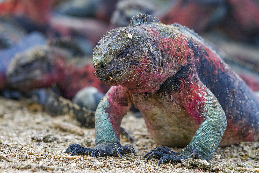 The endemic Galapagos marine iguana (Amblyrhynchus cristatus) on Espanola Island in the Galapagos Islands, UNESCO World Heritage Site, Ecuador, South America