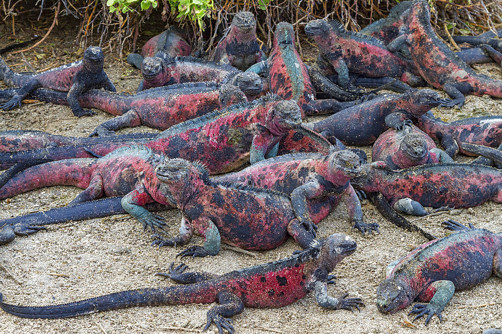 The endemic Galapagos marine iguana (Amblyrhynchus cristatus) on Espanola Island in the Galapagos Islands, UNESCO World Heritage Site, Ecuador, South America