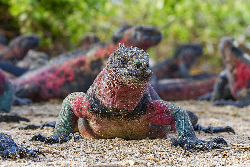 The endemic Galapagos marine iguana (Amblyrhynchus cristatus) on Espanola Island in the Galapagos Islands, UNESCO World Heritage Site, Ecuador, South America