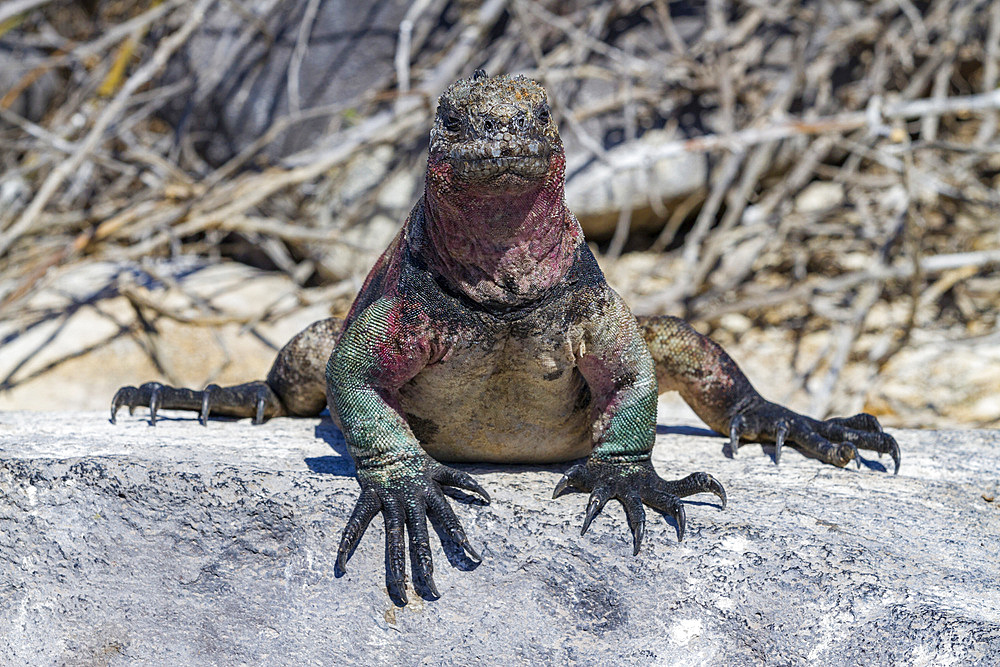 The endemic Galapagos marine iguana (Amblyrhynchus cristatus) on Espanola Island in the Galapagos Islands.