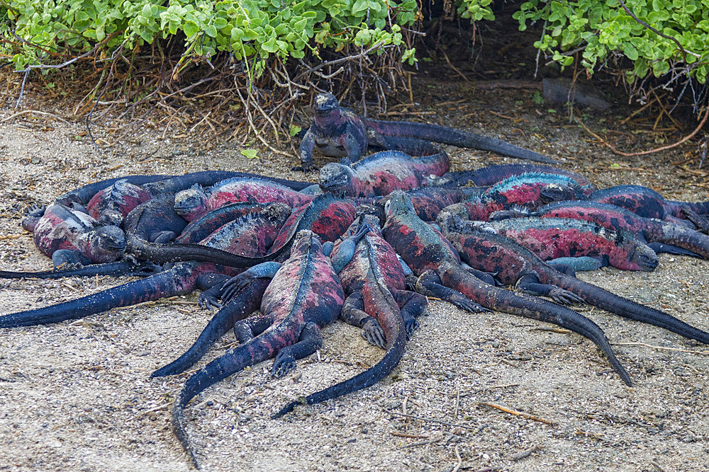 The endemic Galapagos marine iguana (Amblyrhynchus cristatus) on Espanola Island in the Galapagos Islands, UNESCO World Heritage Site, Ecuador, South America