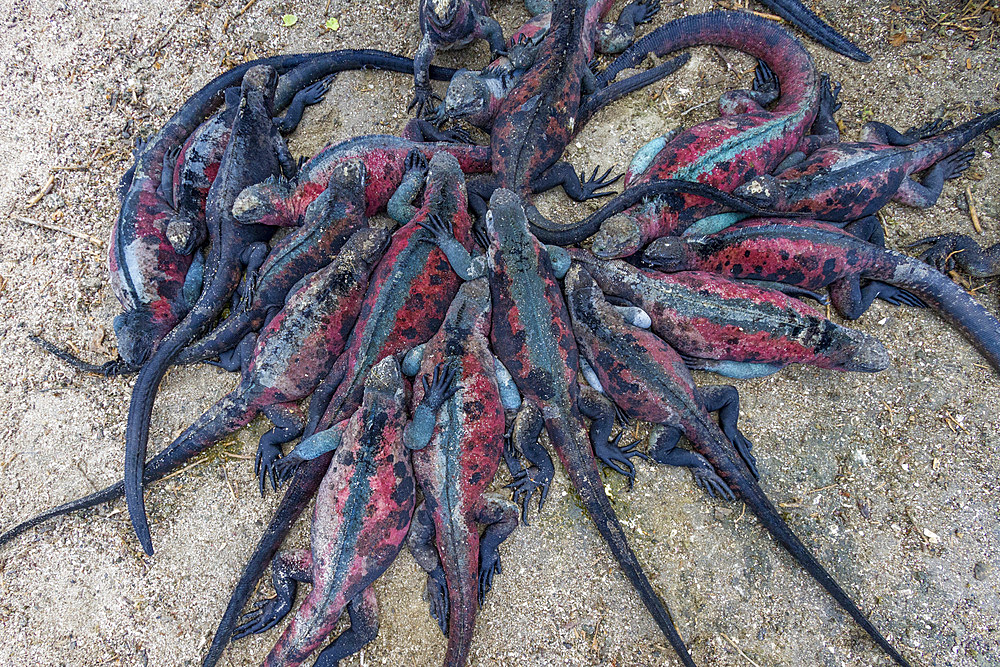 The endemic Galapagos marine iguana (Amblyrhynchus cristatus) on Espanola Island in the Galapagos Islands.