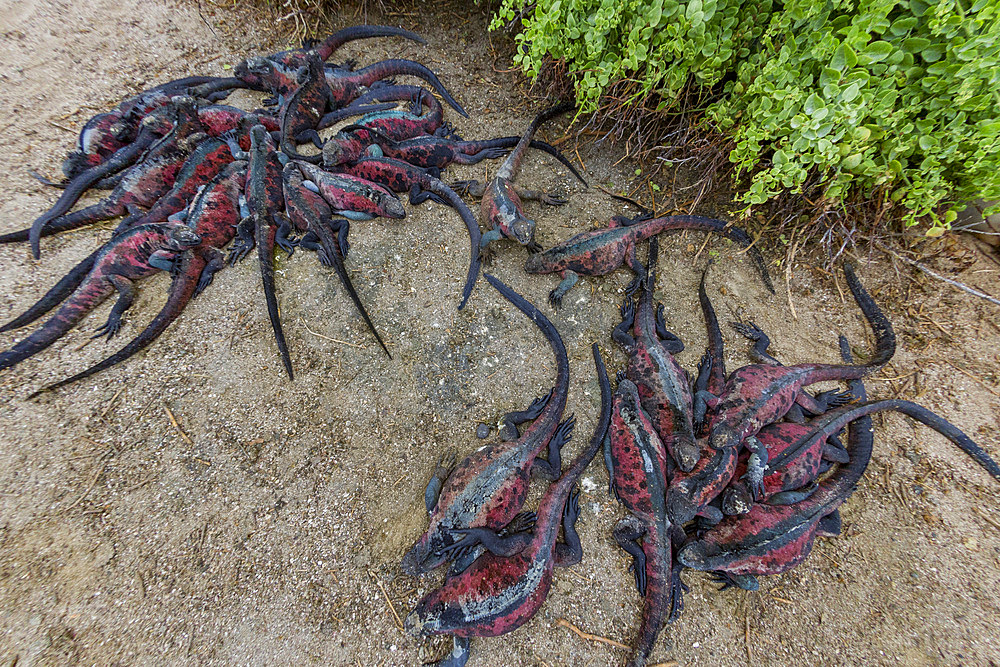 The endemic Galapagos marine iguana (Amblyrhynchus cristatus) on Espanola Island in the Galapagos Islands.