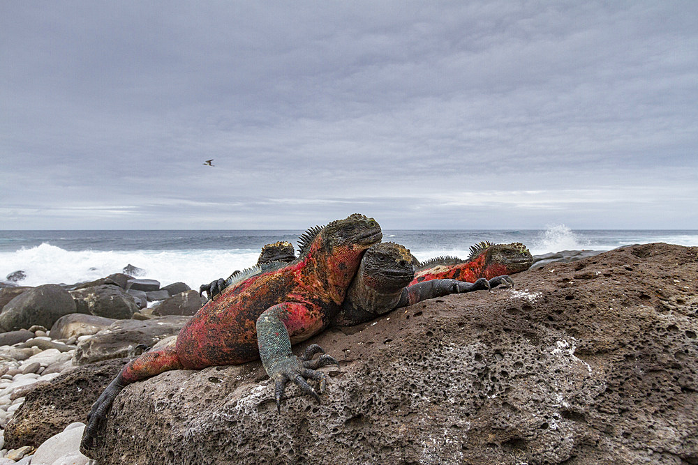 The endemic Galapagos marine iguana (Amblyrhynchus cristatus) on Espanola Island in the Galapagos Islands, UNESCO World Heritage Site, Ecuador, South America