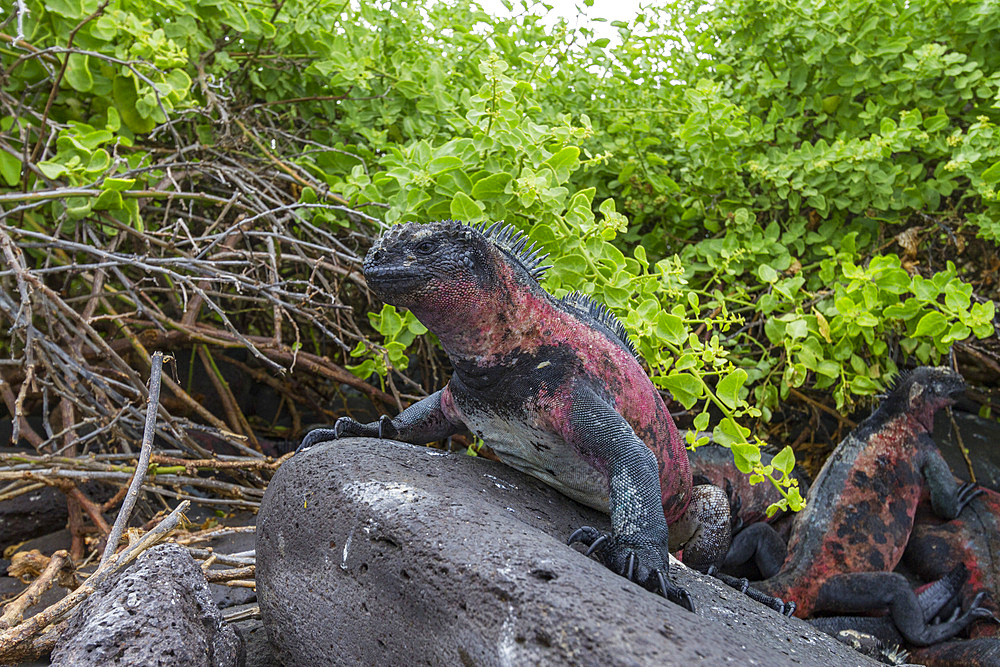 The endemic Galapagos marine iguana (Amblyrhynchus cristatus) on Espanola Island in the Galapagos Islands, UNESCO World Heritage Site, Ecuador, South America