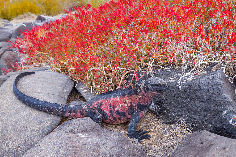 The endemic Galapagos marine iguana (Amblyrhynchus cristatus) on Espanola Island in the Galapagos Islands, UNESCO World Heritage Site, Ecuador, South America