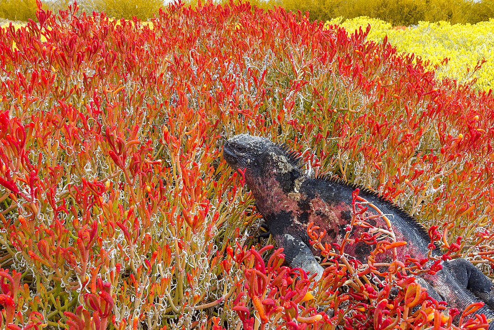 The endemic Galapagos marine iguana (Amblyrhynchus cristatus) on Espanola Island in the Galapagos Islands, UNESCO World Heritage Site, Ecuador, South America