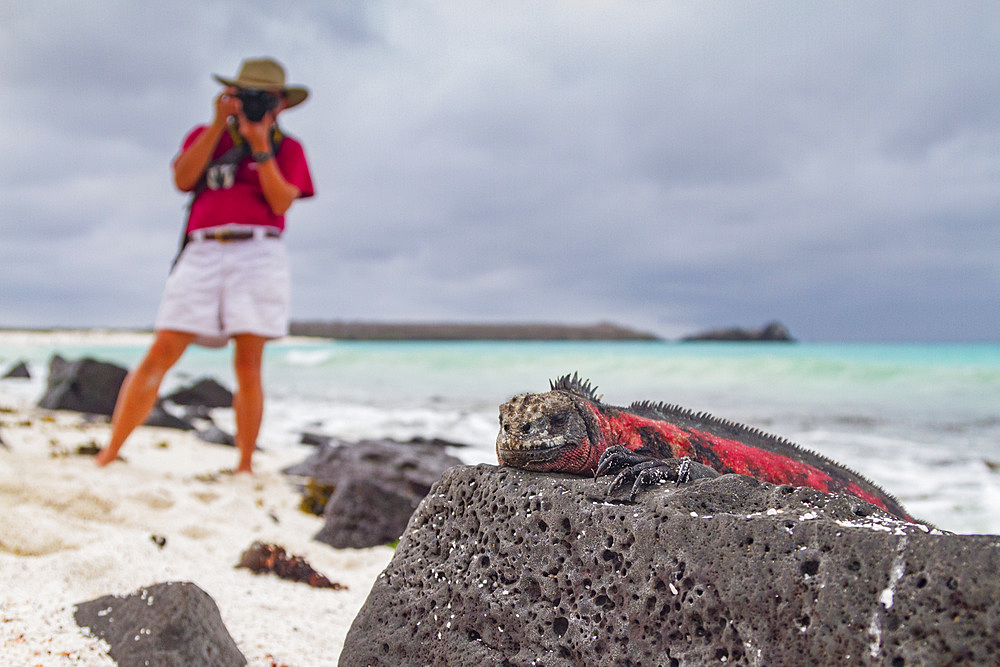 Tourist photographing an endemic Galapagos marine iguana (Amblyrhynchus cristatus) on Espanola Island in the Galapagos Islands, UNESCO World Heritage Site, Ecuador, South America