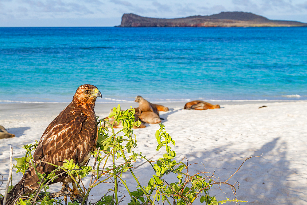 Young Galapagos hawk (Buteo galapagoensis) in the Galapagos Island Archipelago, Ecuador.