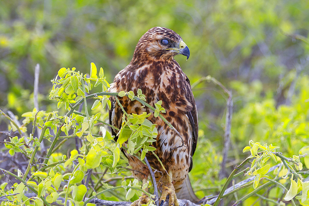 Young Galapagos hawk (Buteo galapagoensis) in the Galapagos Island Archipelago, Ecuador.