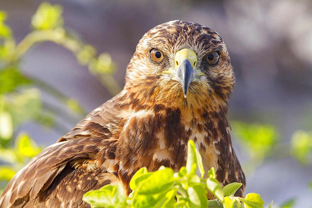 Young Galapagos hawk (Buteo galapagoensis) in the Galapagos Island Archipelago, UNESCO World Heritage Site, Ecuador, South America