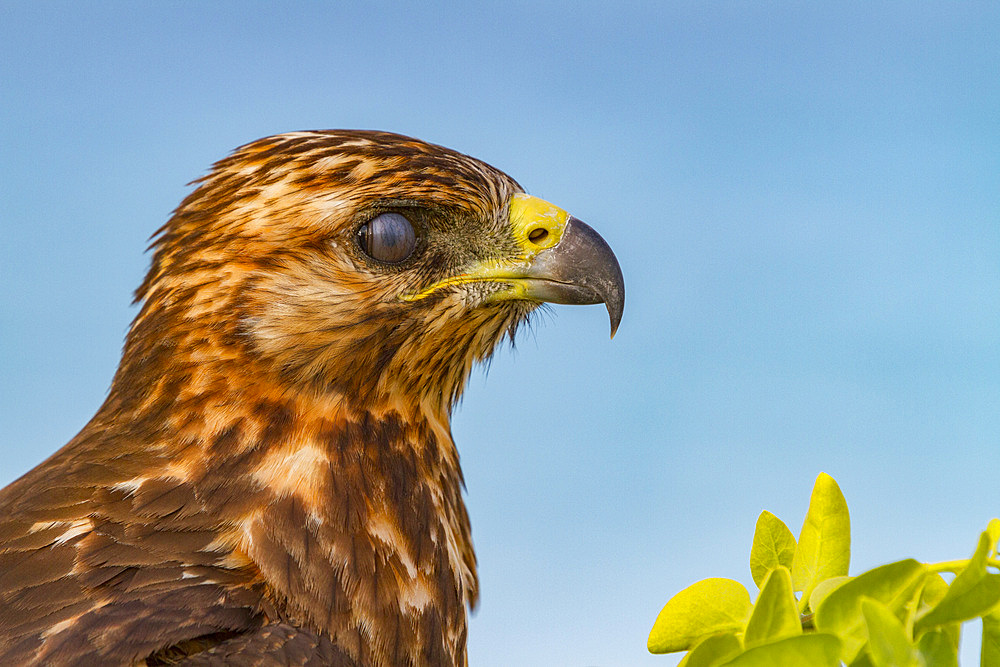 Young Galapagos hawk (Buteo galapagoensis) in the Galapagos Island Archipelago, Ecuador.