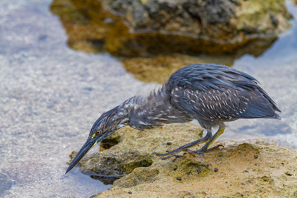 Galapagos heron (Butorides sundevalli) fishing along the lava shore in the Galapagos Islands, UNESCO World Heritage Site, Ecuador, South America