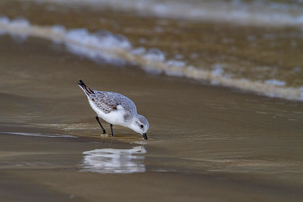 Adult sanderling (Calidris alba) feeding on the tidal flat in the Galapagos Island Archipelago, UNESCO World Heritage Site, Ecuador, South America