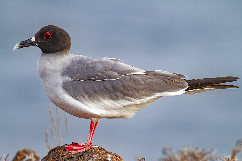 Adult Swallow-tailed gull (Creagrus furcatus) on Espanola Island in the Galapagos Island Archipelago, UNESCO World Heritage Site, Ecuador, South America