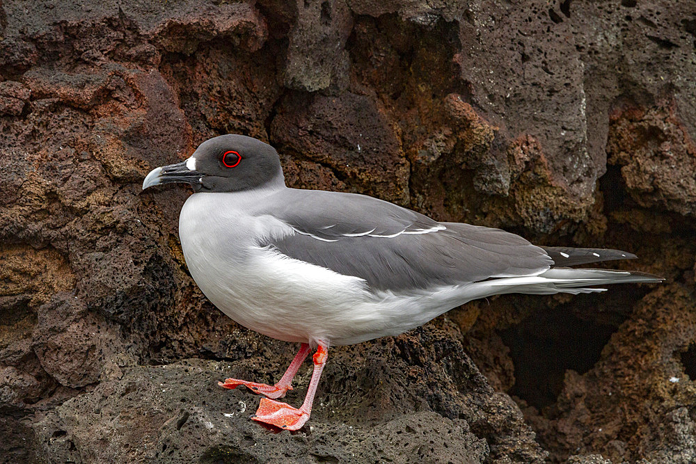 Adult swallow-tailed gull (Creagrus furcatus) on Espanola Island in the Galapagos Island Archipelago, UNESCO World Heritage Site, Ecuador, South America