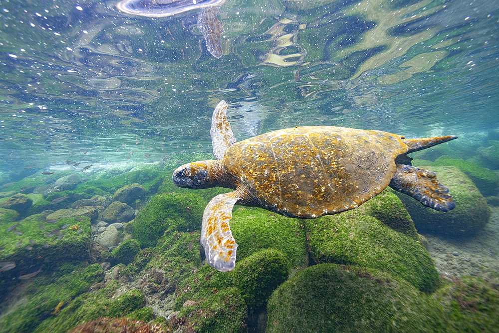 Adult green sea turtle (Chelonia mydas agassizii) underwater off the west side of Isabela, Galapagos Islands, UNESCO World Heritage Site, Ecuador, South America