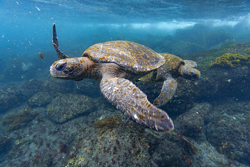 Adult green sea turtles (Chelonia mydas agassizii) underwater off the west side of Isabela, Galapagos Islands, UNESCO World Heritage Site, Ecuador, South America