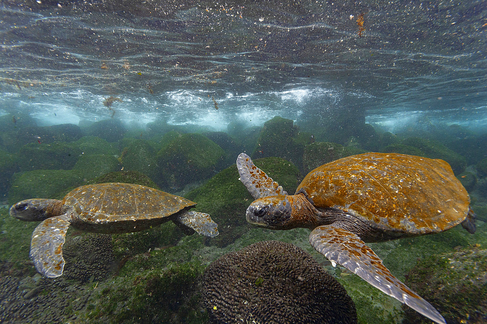 Adult green sea turtles (Chelonia mydas agassizii) underwater off the west side of Isabela, Galapagos Islands, UNESCO World Heritage Site, Ecuador, South America