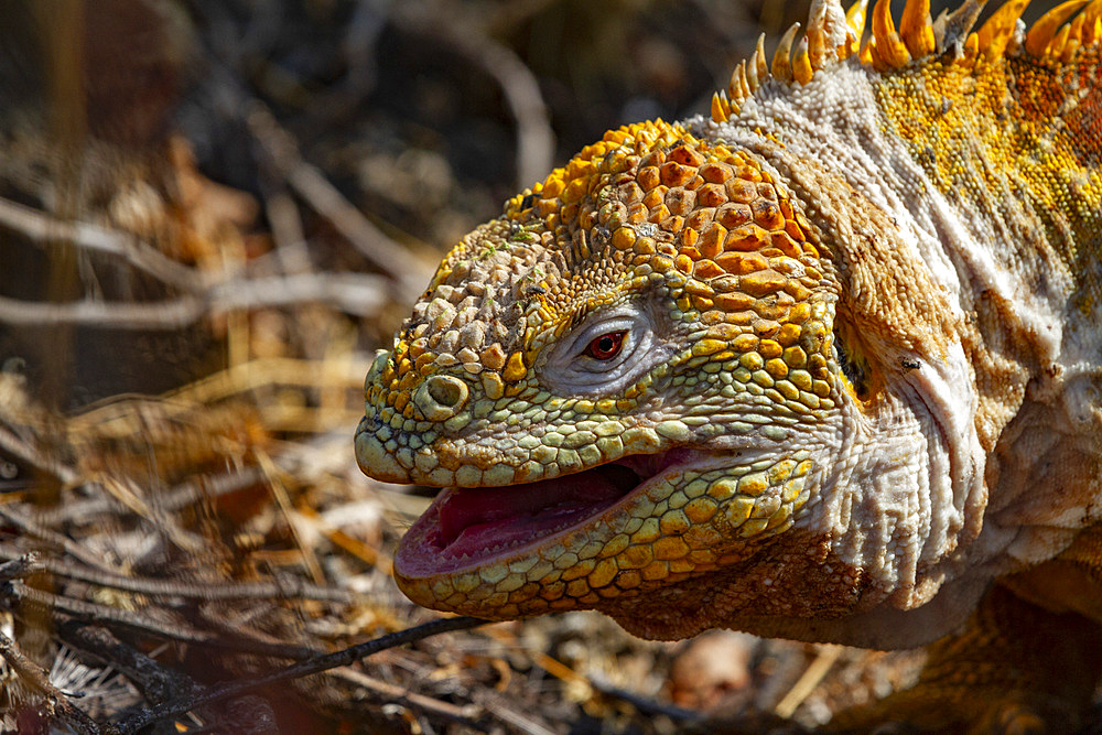 The very colorful Galapagos land iguana (Conolophus subcristatus) in the Galapagos Island Archipelago, Ecuador.