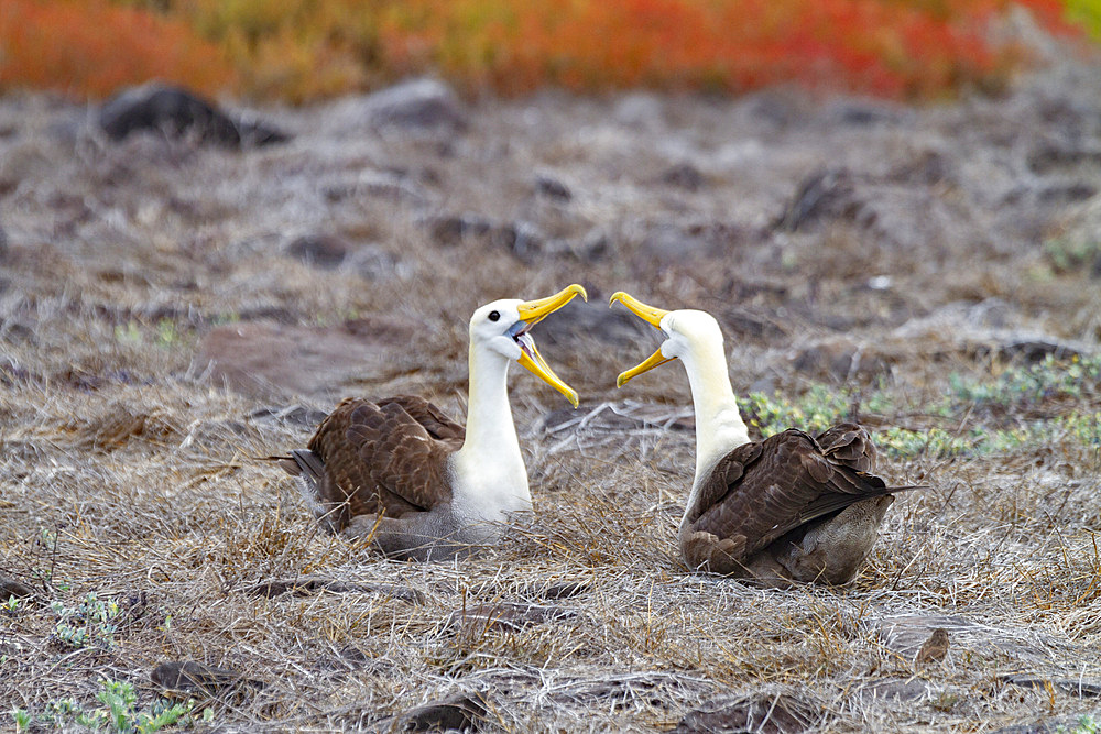 Adult waved albatrosses (Diomedea irrorata) at breeding colony on Espanola Island in the Galapagos Islands, UNESCO World Heritage Site, Ecuador, South America