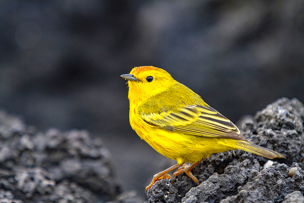 Adult male yellow warbler (Dendroica petechia aureola) in the Galapagos Island Archipelago, UNESCO World Heritage Site, Ecuador, South America