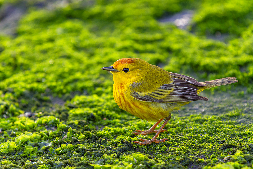 Adult male yellow warbler (Dendroica petechia aureola) in the Galapagos Island Archipelago, UNESCO World Heritage Site, Ecuador, South America