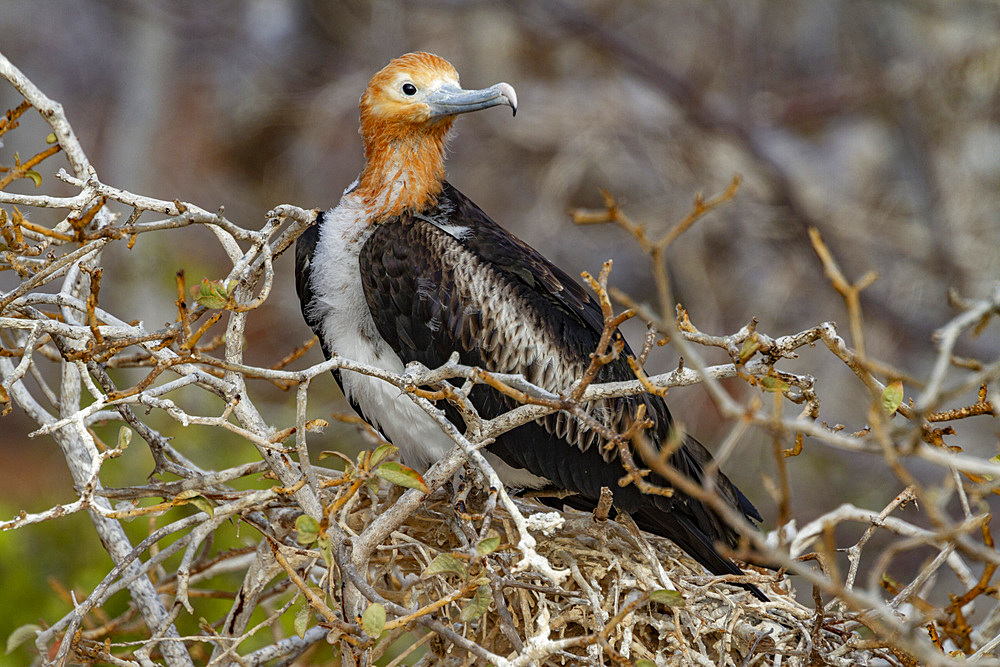 Juvenile great frigatebird (Fregata minor) in the Galapagos Island Archipelago, Ecuador.