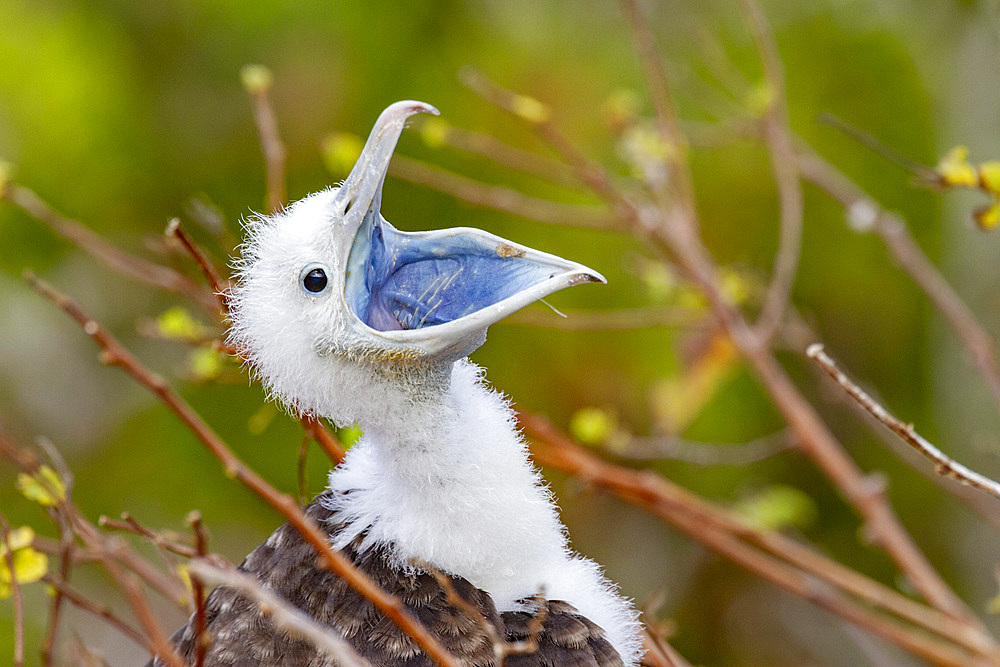 Great frigatebird (Fregata minor) chick in the nest in the Galapagos Island Archipelago, Ecuador.