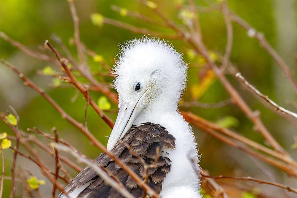 Great frigatebird (Fregata minor) chick in the nest in the Galapagos Island Archipelago, UNESCO World Heritage Site, Ecuador, South America