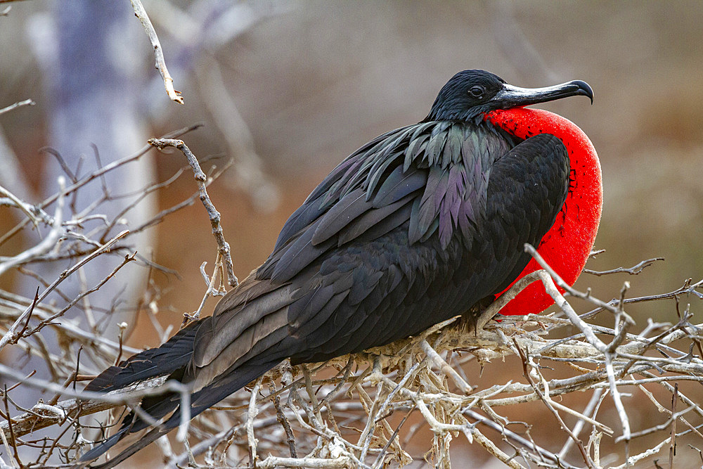 Male great frigatebird (Fregata minor) in breeding plumage in the Galapagos Island Archipelago, Ecuador.