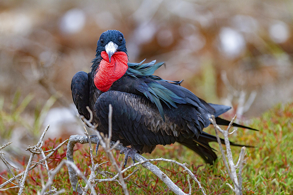 Male great frigatebird (Fregata minor) in breeding plumage in the Galapagos Island Archipelago, Ecuador.