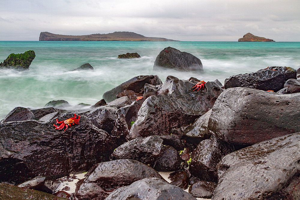 Surf breaking on lava shoreline at Gardner Bay on Espanola Island in the Galapagos Island Archipelago, UNESCO World Heritage Site, Ecuador, South America