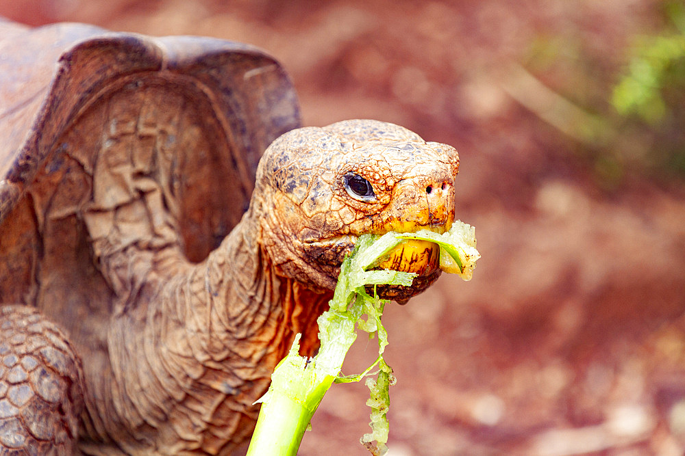 Captive Galapagos giant tortoise (Geochelone elephantopus) at the Charles Darwin Research Station, Galapagos, UNESCO World Heritage Site, Ecuador, South America