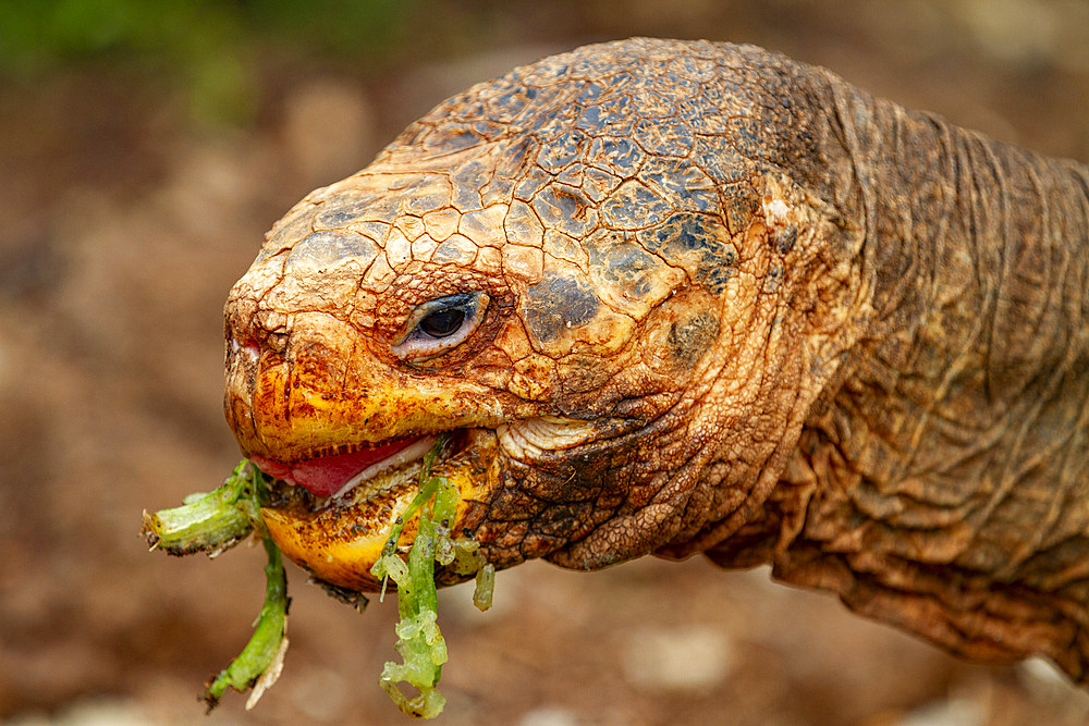 Captive Galapagos giant tortoise (Geochelone elephantopus) at the Charles Darwin Research Station, Galapagos, UNESCO World Heritage Site, Ecuador, South America