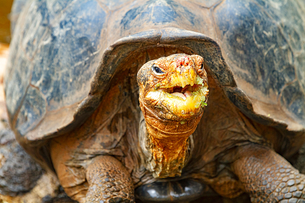 Captive Galapagos giant tortoise (Geochelone elephantopus) at the Charles Darwin Research Station, Galapagos, UNESCO World Heritage Site, Ecuador, South America