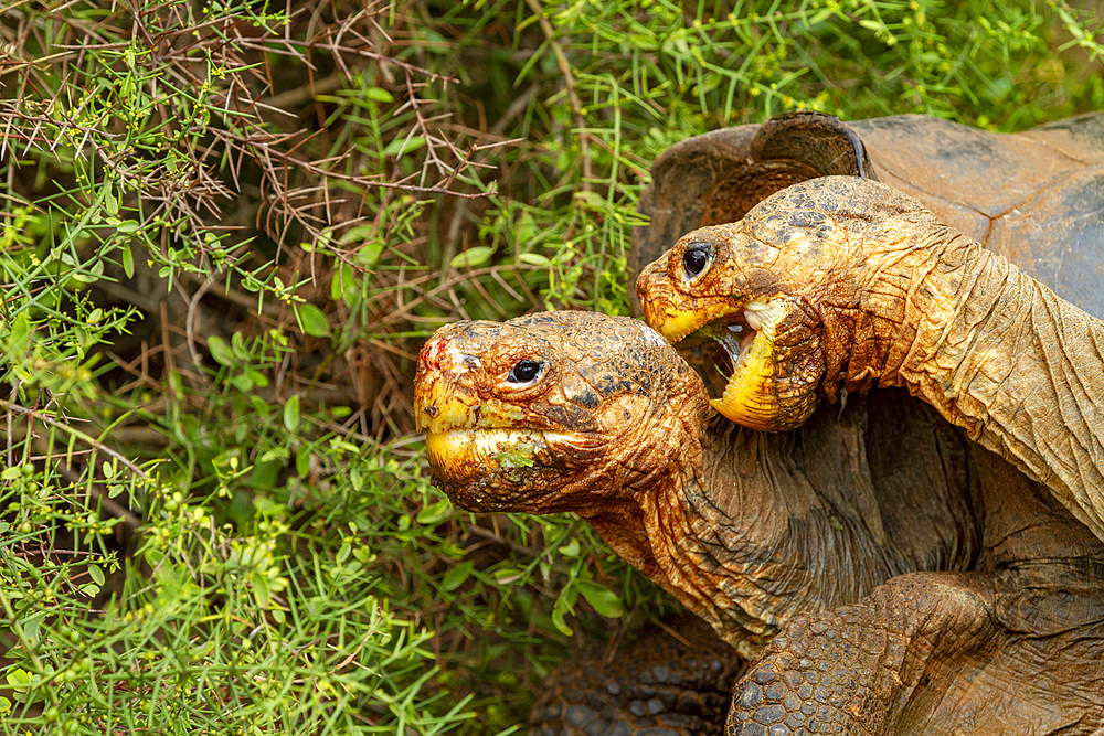 Captive Galapagos giant tortoise (Geochelone elephantopus) at the Charles Darwin Research Station, Galapagos, UNESCO World Heritage Site, Ecuador, South America