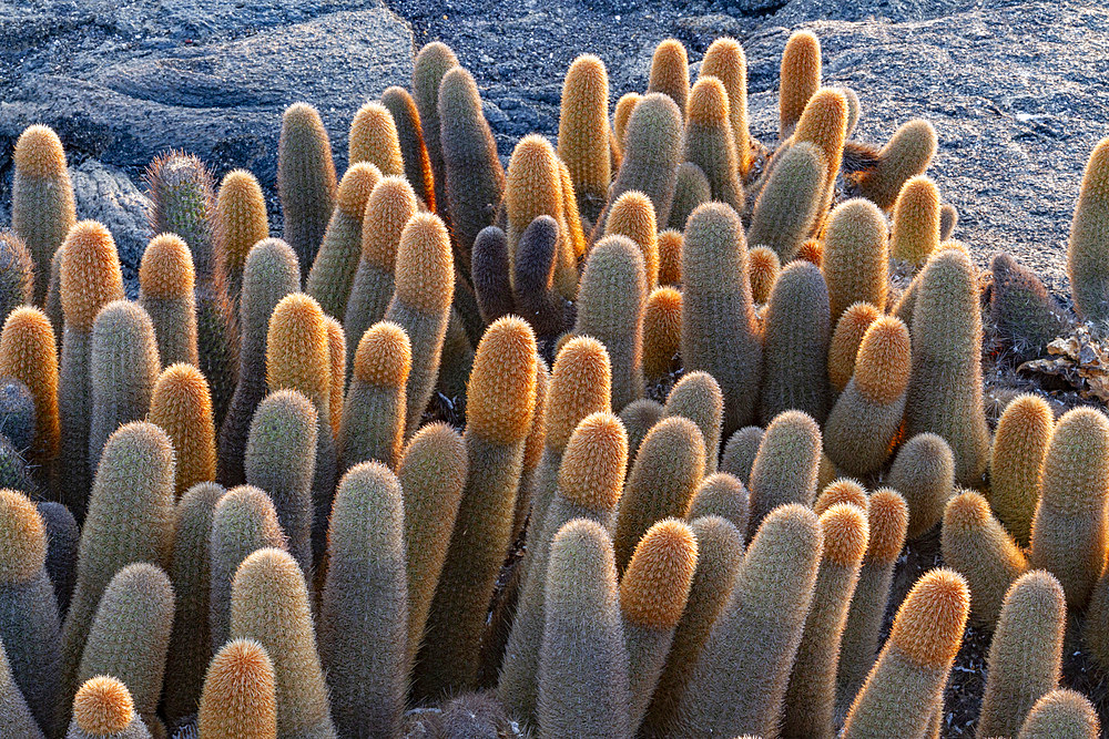 The endemic lava cactus (Brachycereus spp) cactus growing in the Galapagos Island Archipelago, Ecuador.