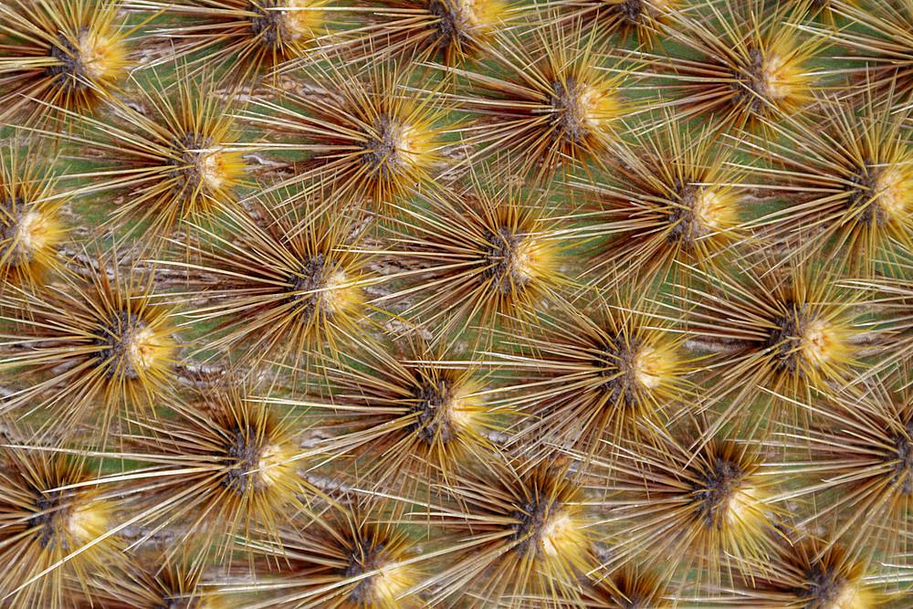 The endemic Opuntia cactus (Opuntia echios) cactus growing in the Galapagos Island Archipelago, Ecuador.