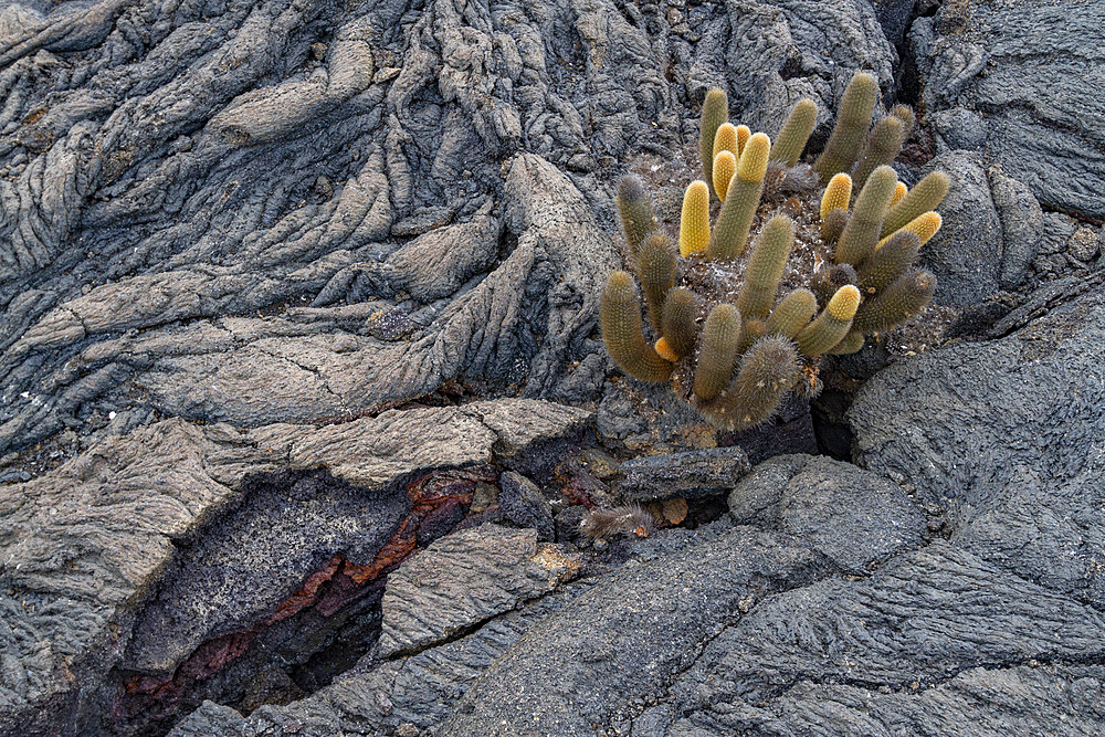 The endemic lava cactus (Brachycereus spp) cactus growing in the Galapagos Island Archipelago, UNESCO World Heritage Site, Ecuador, South America