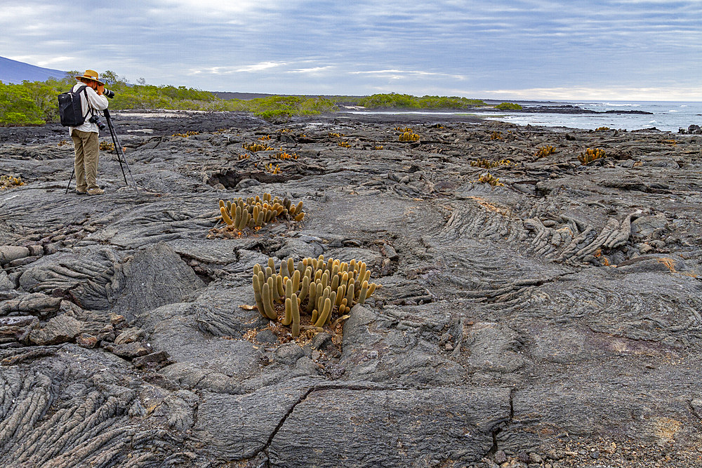 The endemic lava cactus (Brachycereus spp) cactus growing in the Galapagos Island Archipelago, UNESCO World Heritage Site, Ecuador, South America