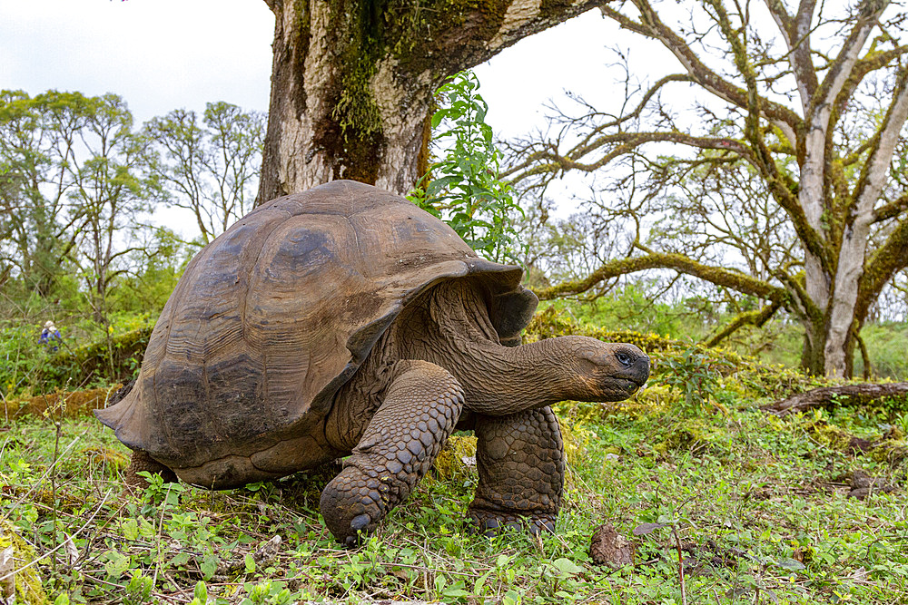 Wild Galapagos giant tortoise (Geochelone elephantopus) feeding on the upslope grasslands of Santa Cruz Island, Galapagos, UNESCO World Heritage Site, Ecuador, South America