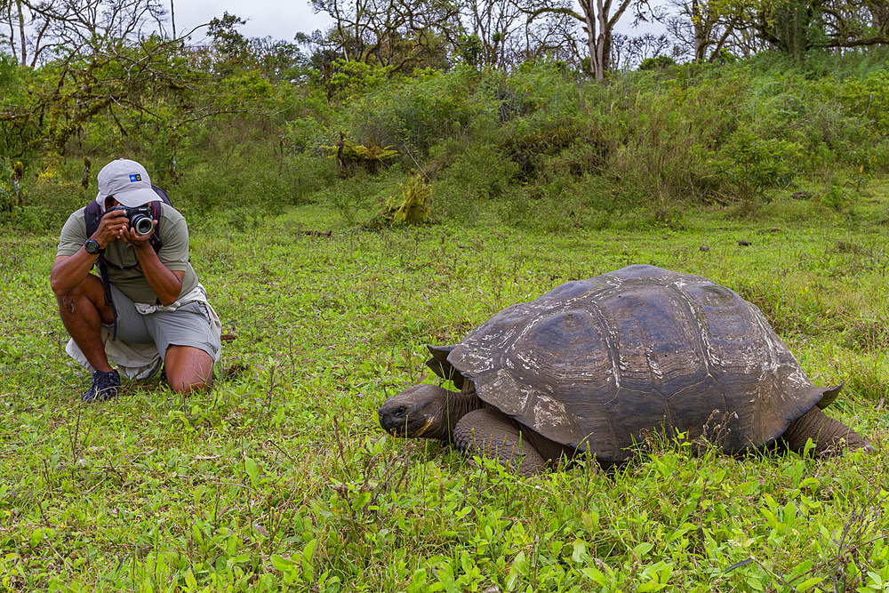 Tourist photographing a wild Galapagos giant tortoise (Geochelone elephantopus) feeding on the upslope grasslands of Santa Cruz Island, Galapagos, UNESCO World Heritage Site, Ecuador, South America