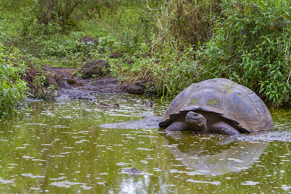 Wild Galapagos giant tortoise (Geochelone elephantopus) feeding on the upslope grasslands of Santa Cruz Island, Galapagos, UNESCO World Heritage Site, Ecuador, South America