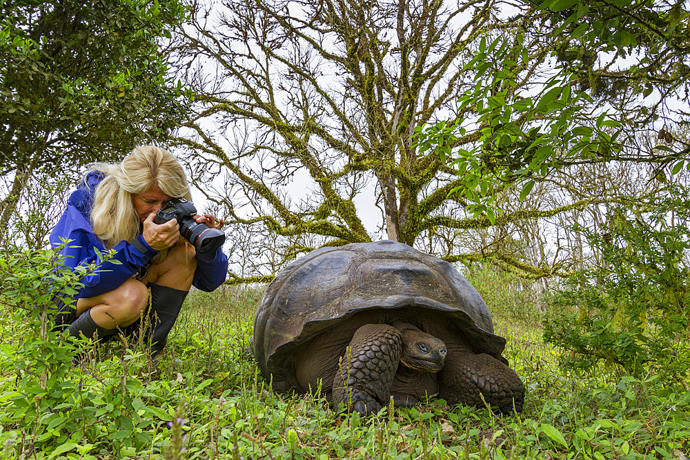 Tourist photograhing a wild Galapagos giant tortoise (Geochelone elephantopus) feeding on the upslope grasslands of Santa Cruz Island, Galapagos, UNESCO World Heritage Site, Ecuador, South America