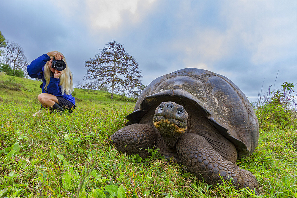 Wild Galapagos giant tortoise (Geochelone elephantopus) feeding on the upslope grasslands of Santa Cruz Island, Galapagos.