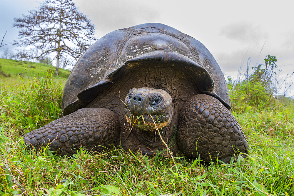 Wild Galapagos giant tortoise (Geochelone elephantopus) feeding on the upslope grasslands of Santa Cruz Island, Galapagos.