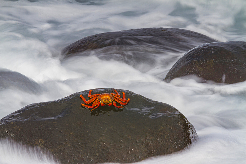 Sally lightfoot crab (Grapsus grapsus) in the littoral of the Galapagos Island Archipelago, UNESCO World Heritage Site, Ecuador, South America