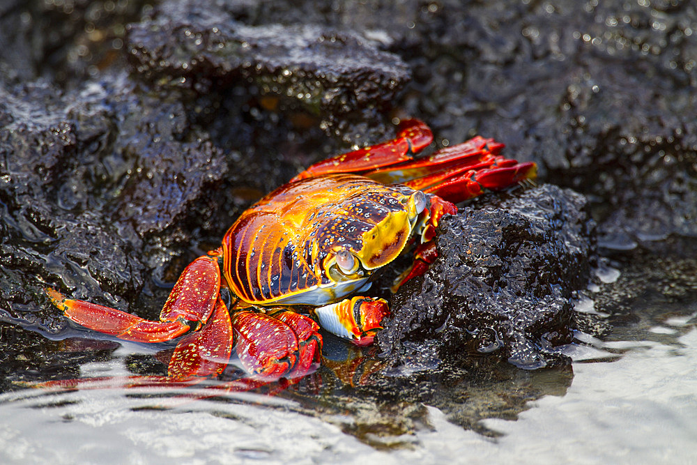 Sally lightfoot crab (Grapsus grapsus) in the littoral of the Galapagos Island Archipelago, UNESCO World Heritage Site, Ecuador, South America